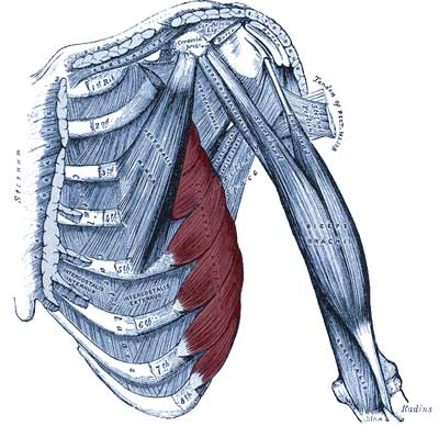 Il serrato anteriore evidenziato in rosso su un tronco umano con la muscolatura in evidenza